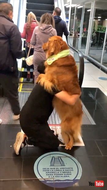 抱っこされる犬