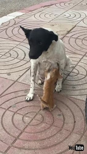 「Mama Dog Feeds Hungry Kitty in the Street || ViralHog」