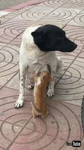 「Mama Dog Feeds Hungry Kitty in the Street || ViralHog」