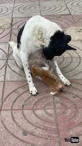 「Mama Dog Feeds Hungry Kitty in the Street || ViralHog」