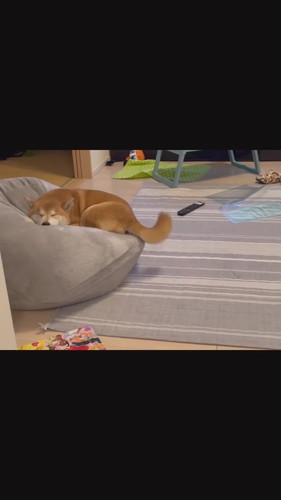 寝ながら尻尾フリフリこたろうくん