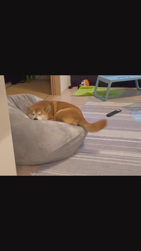 寝ながら尻尾フリフリこたろうくん