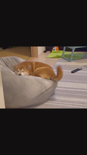 寝ながら尻尾フリフリこたろうくん