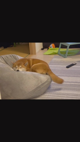 寝ながら尻尾フリフリこたろうくん