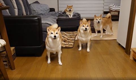 正面を見つめる