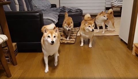 奥の子ソファから降りた