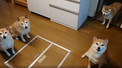 キッチンにいると思われる4匹