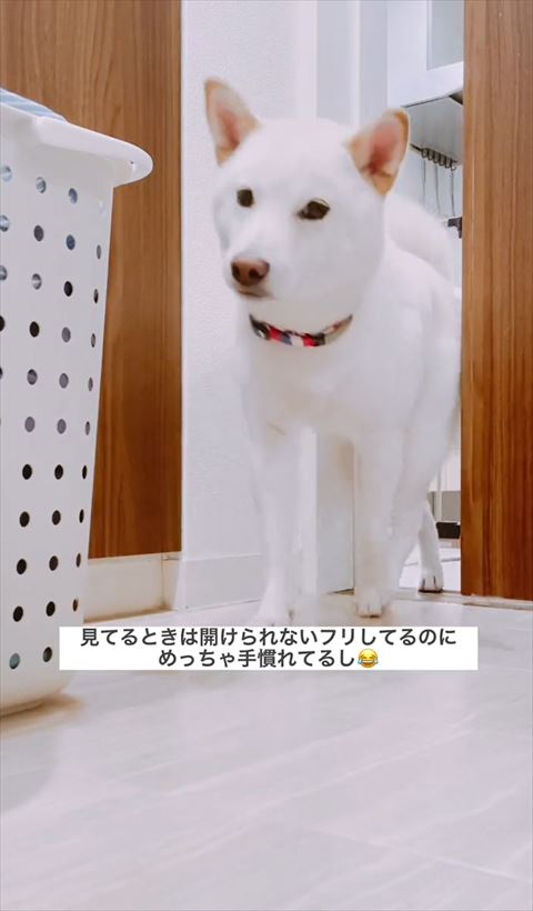 カメラを見ながら侵入するワンコ