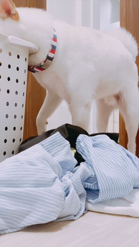 カゴをのぞき込むワンコ