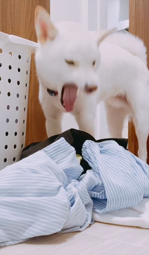 口をあけてるワンコ