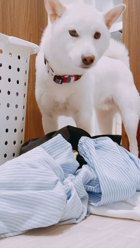 カメラを見つめるワンコと洗濯物