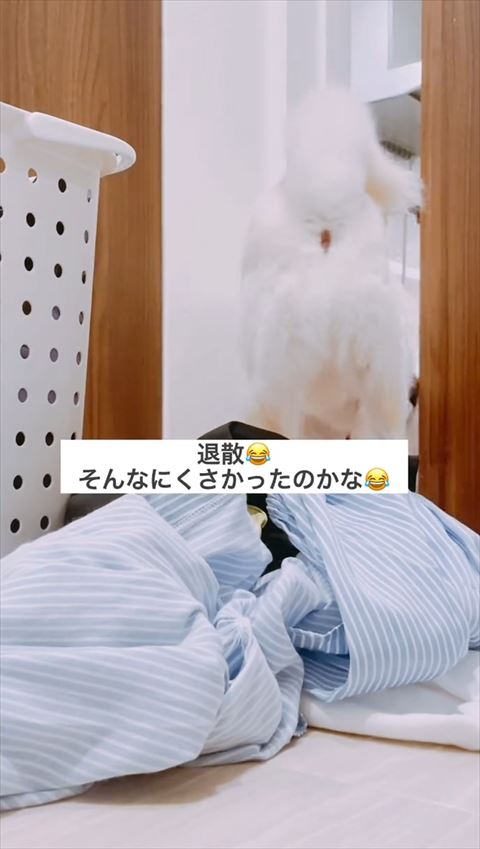 部屋から出るワンコ