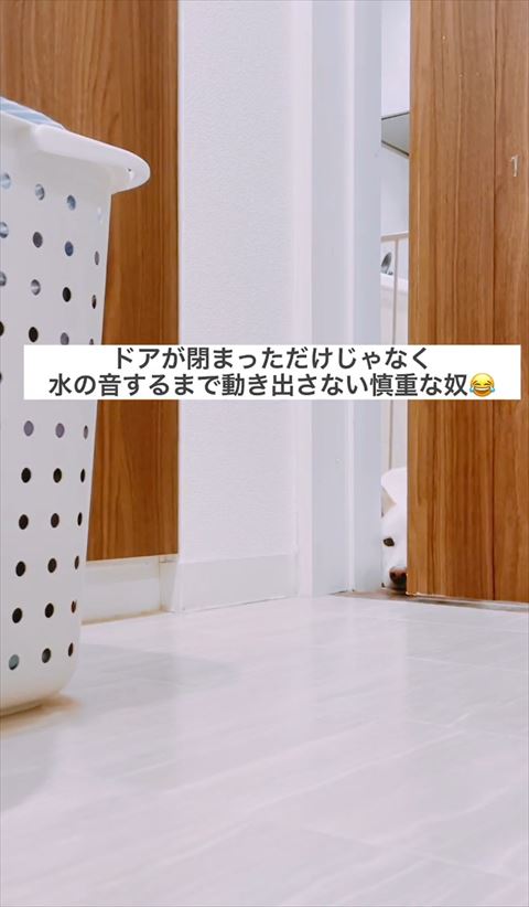 慎重なやつテロップ