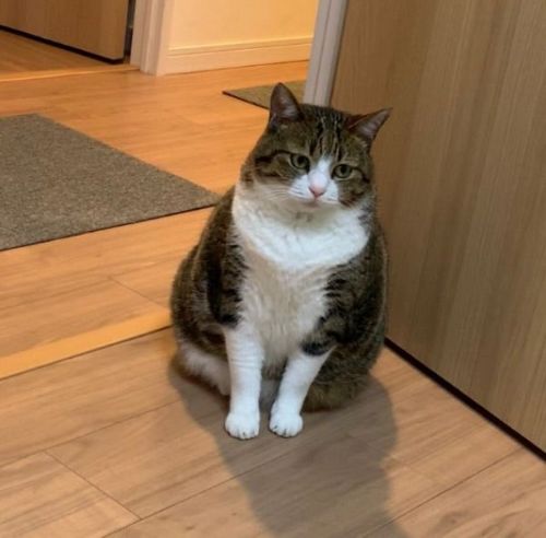 兄猫のゴハンを狙う弟猫