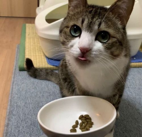 兄猫のゴハンを狙う弟猫