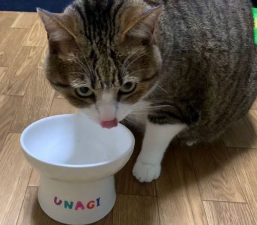 兄猫のゴハンを狙う弟猫