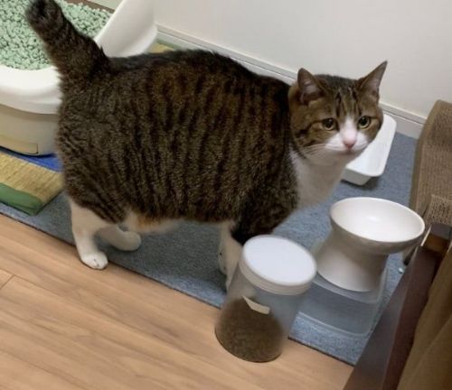 兄猫のゴハンを狙う弟猫