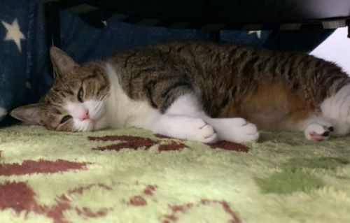 トランポリンの下でくつろぐ猫