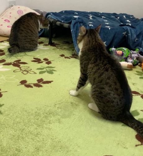 トランポリンの下でくつろぐ猫