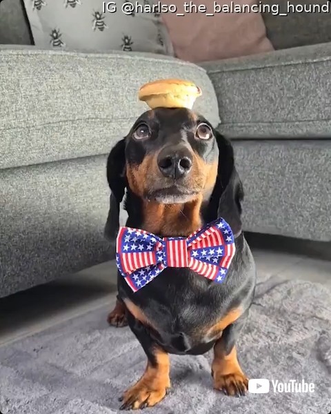 パイを乗せる犬