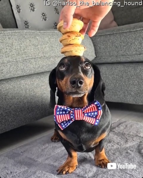 3つのパイを乗せる犬