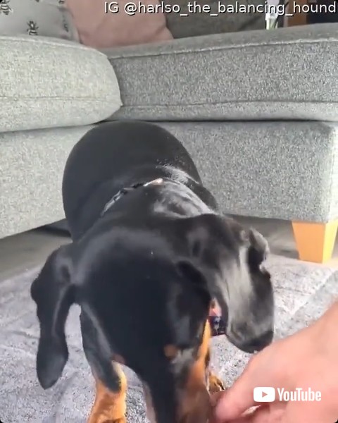 ご褒美をもらう犬