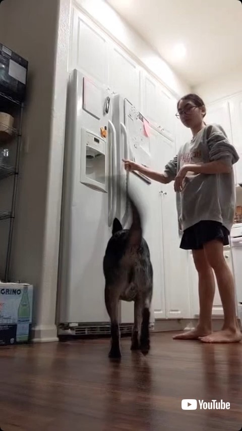 冷蔵庫を開ける飼い主