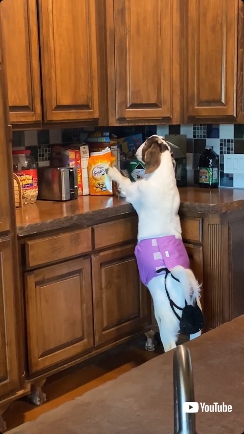 お菓子を取ろうとするヤギ