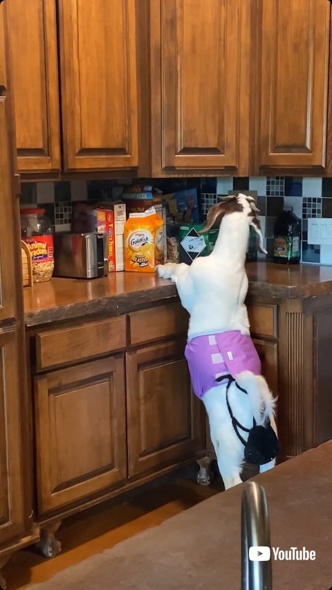 お菓子が取れないヤギ