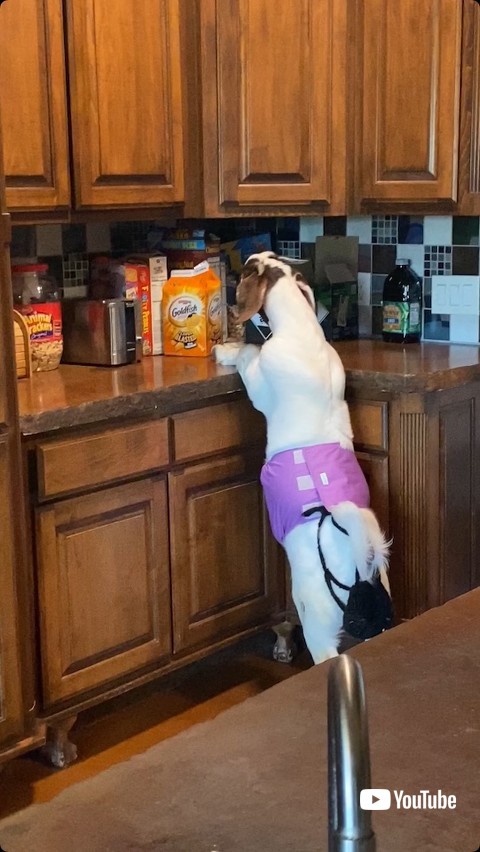 お菓子を見つけるヤギ