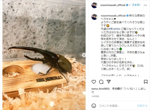 佐々木希が家族に迎えたヘラクレスオオカブト