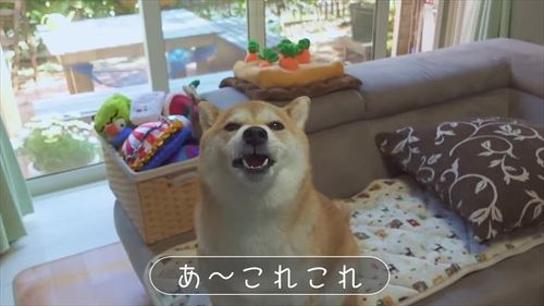 おやつを食べる柴犬