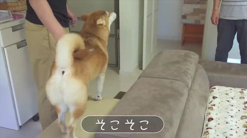 マッサージされる柴犬