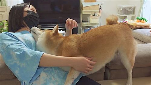 愛情表現をする柴犬
