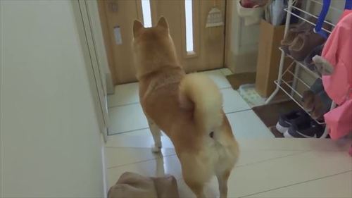 玄関の柴犬