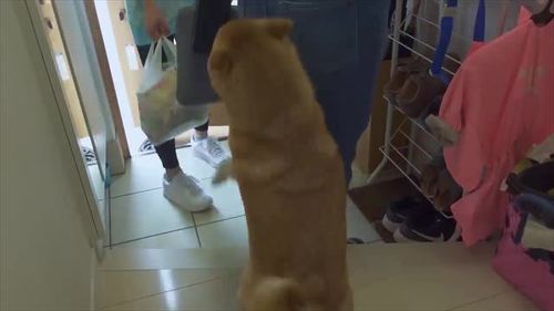 玄関で出迎える柴犬