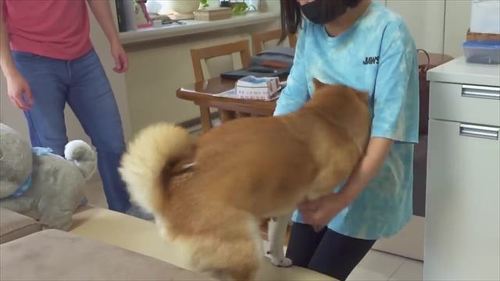 女性をクンクンする柴犬