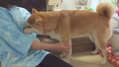 女性にスリスリする柴犬