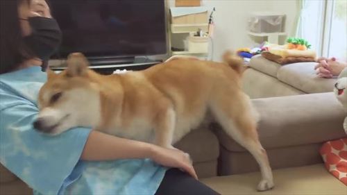 女性にスリスリする柴犬