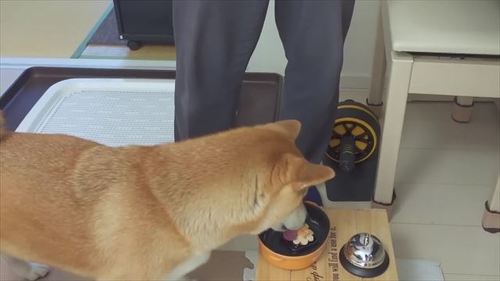 犬用ケーキを食べる柴犬