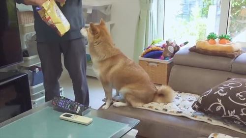 おやつを待つ柴犬