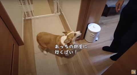あっちの部屋に行くばいテロップ