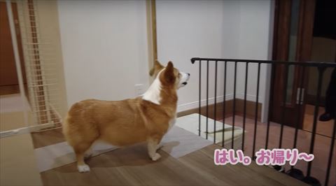 おかえりテロップ