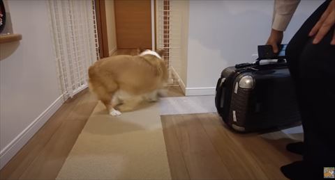 寝てる猫ちゃん