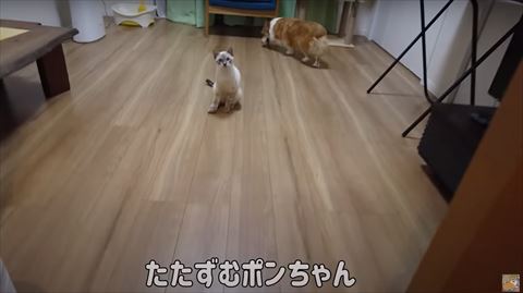 お座りしてる猫ちゃん