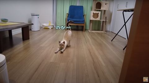 ストレッチする猫