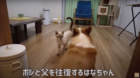 往復するはなちゃんテロップ