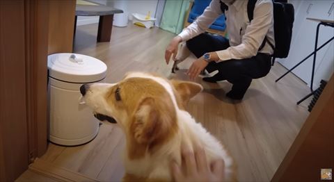 なでられるワンコ