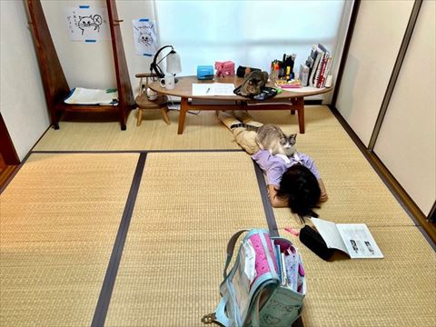 姉との上で寝る猫遠くから