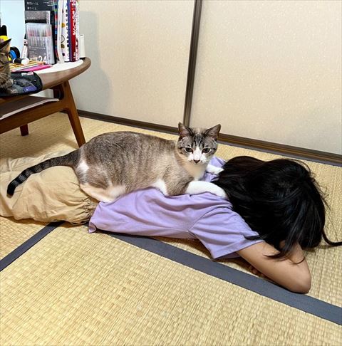 姉との上で寝る猫遠くから